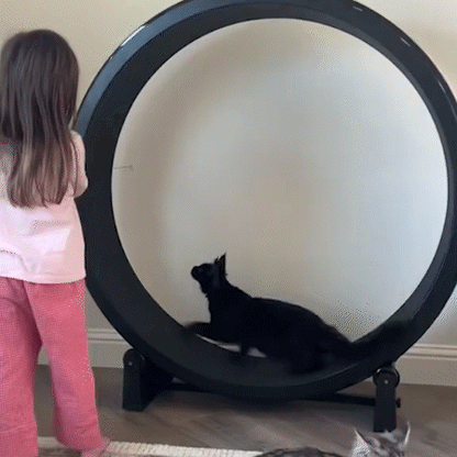 CatWorld™ Exercise Wheel – Gen 7